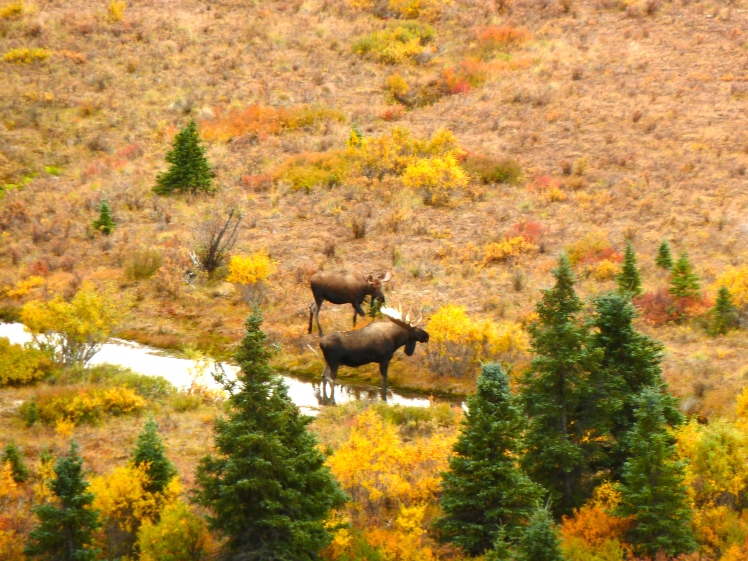 Moose near Savage Creek